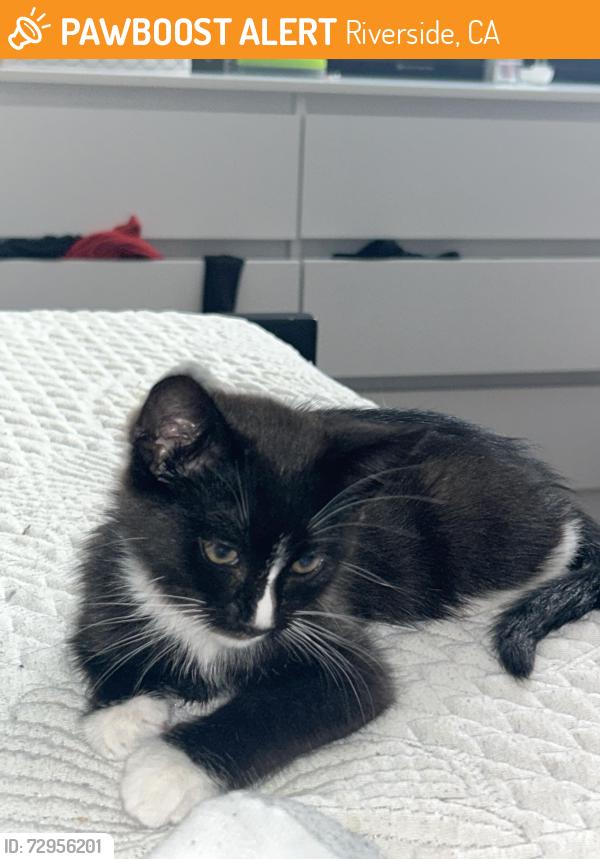 Found/Stray Female Cat last seen Near Pleasant street, Riverside, CA 92507