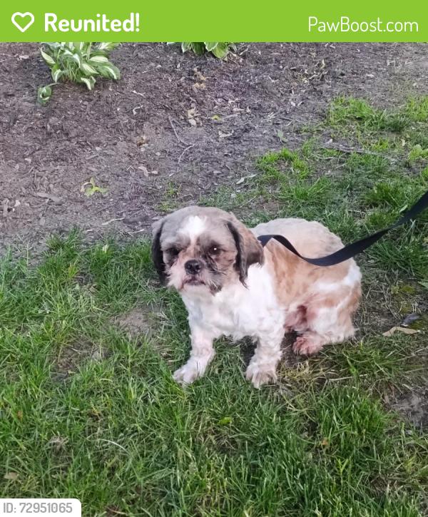Reunited Male Dog last seen Parkview Dr. and E Erie St. Painesville, OH 44077, Painesville, OH 44077