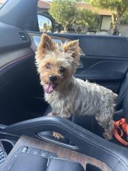 Reunited Male Dog last seen San Pasqual, Palm Desert, CA 92260