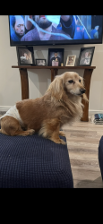 Lost Male Dog last seen Near Cleary and fPharr by Meisler middle school, Metairie, LA 70002