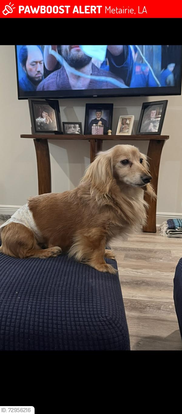 Lost Male Dog last seen Near Cleary and fPharr by Meisler middle school, Metairie, LA 70002