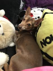 Reunited Male Dog last seen Ridgecrest elementary , Midwest City, OK 73110