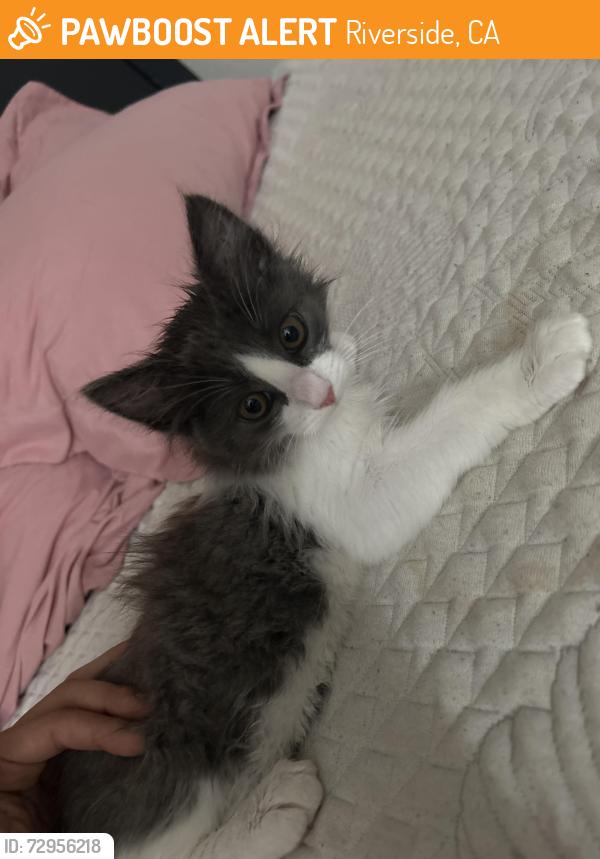 Found/Stray Female Cat last seen Near pleasant street, Riverside, CA 92507