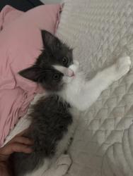 Found/Stray Female Cat last seen Near pleasant street, Riverside, CA 92507