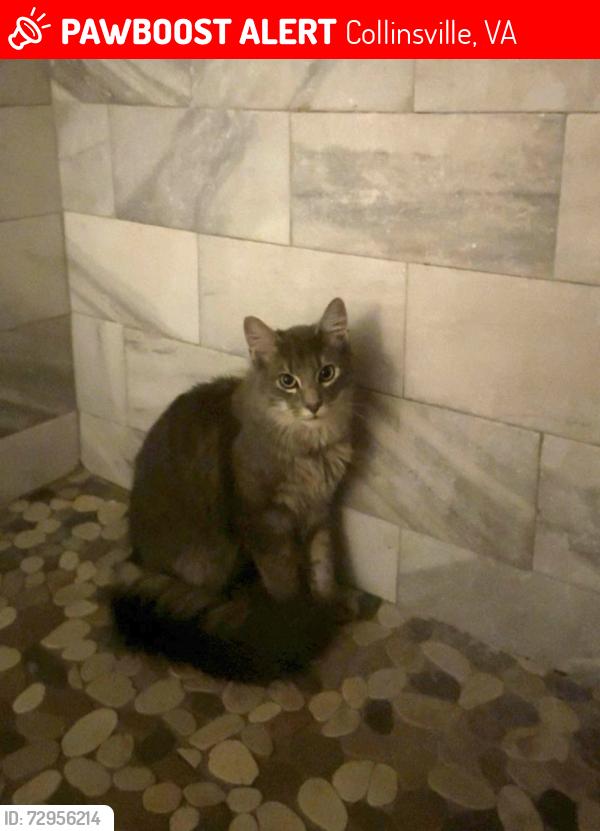 Lost Male Cat last seen The road in between Little Caesar’s & Taco Bell, Collinsville, VA 24078