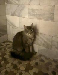 Lost Male Cat last seen The road in between Little Caesar’s & Taco Bell, Collinsville, VA 24078