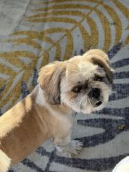 Found/Stray Male Dog last seen Gosford Rd & S Laurelglen , Bakersfield, CA 93311
