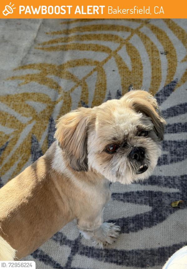 Found/Stray Male Dog last seen Gosford Rd & S Laurelglen , Bakersfield, CA 93311