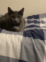 Lost Female Cat last seen Near Rhode Island Circle, Bloomington, MN 55438
