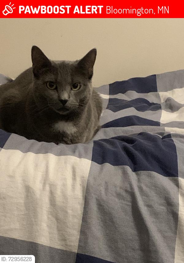 Lost Female Cat last seen Near Rhode Island Circle, Bloomington, MN 55438