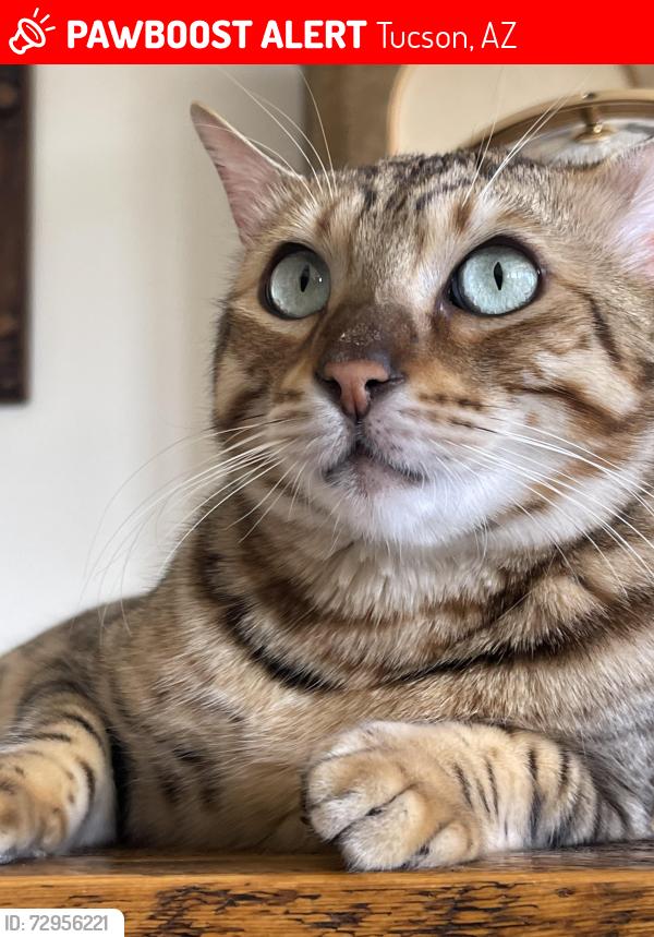 Lost Male Cat last seen 49er drive/Tanque Verde, Tucson, AZ 85749