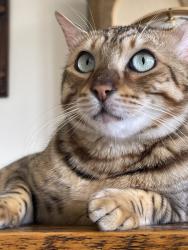 Lost Male Cat last seen 49er drive/Tanque Verde, Tucson, AZ 85749