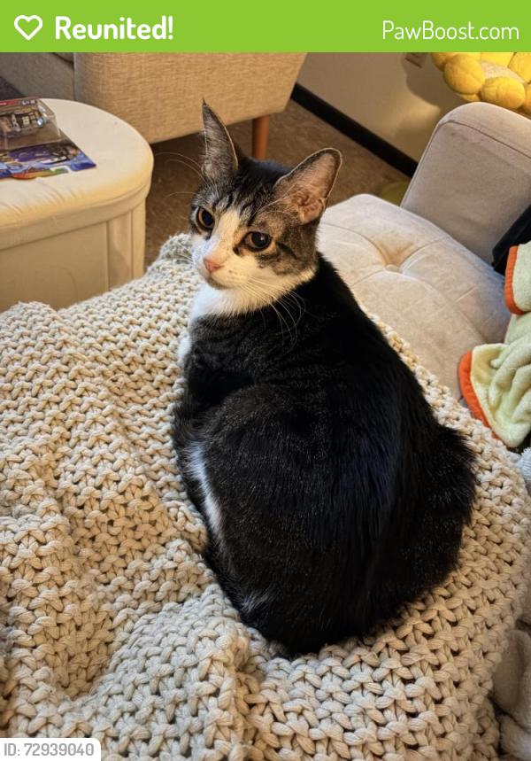 Reunited Male Cat last seen Near 6th st ne Stewartville , Stewartville, MN 55976