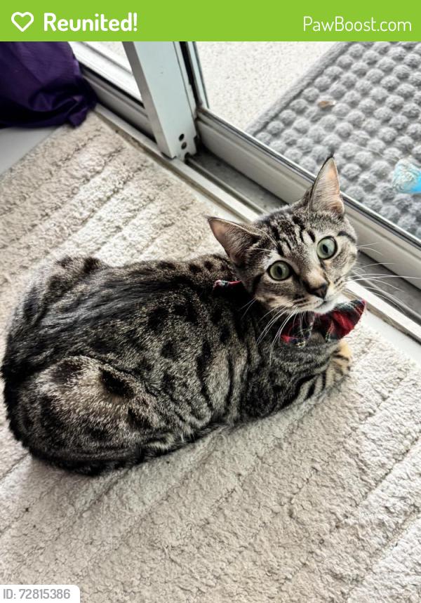 Reunited Female Cat last seen epic theaters near walgreens and across the street from tropical smoothie and enterprise , Stuart, FL 34994