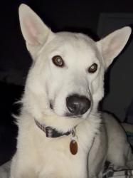 Reunited Male Dog last seen Amarillo Blvd, Amarillo, TX 79107