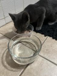 Found/Stray Unknown Cat last seen Palo Verde and Carson, Long Beach, CA 90808