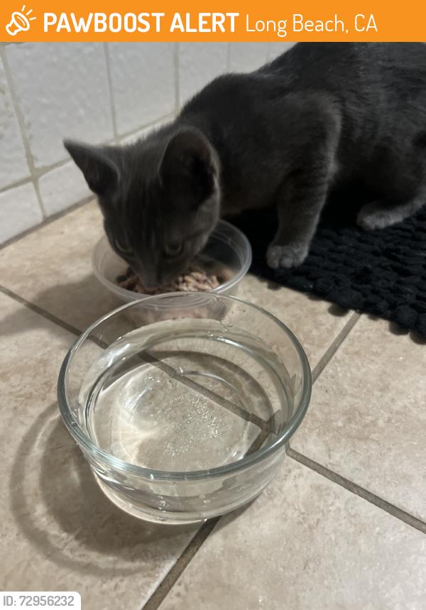 Found/Stray Unknown Cat last seen Palo Verde and Carson, Long Beach, CA 90808