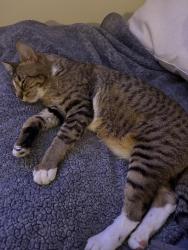 Reunited Male Cat last seen Avenue rd and Joicey Blvd , Toronto, ON M5M 4A7