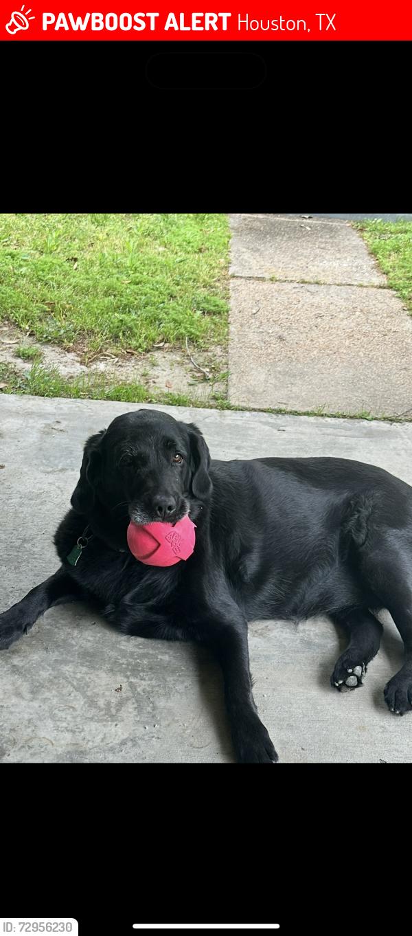 Lost Female Dog last seen Whispering falls boulder oaks bear creek village , Houston, TX 77084