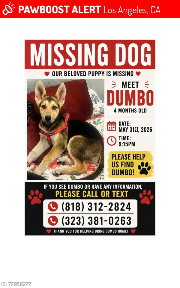 Lost Male Dog last seen Reseda and then Tampa and chase , Los Angeles, CA 91335