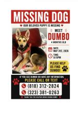 Lost Male Dog last seen Reseda and then Tampa and chase , Los Angeles, CA 91335