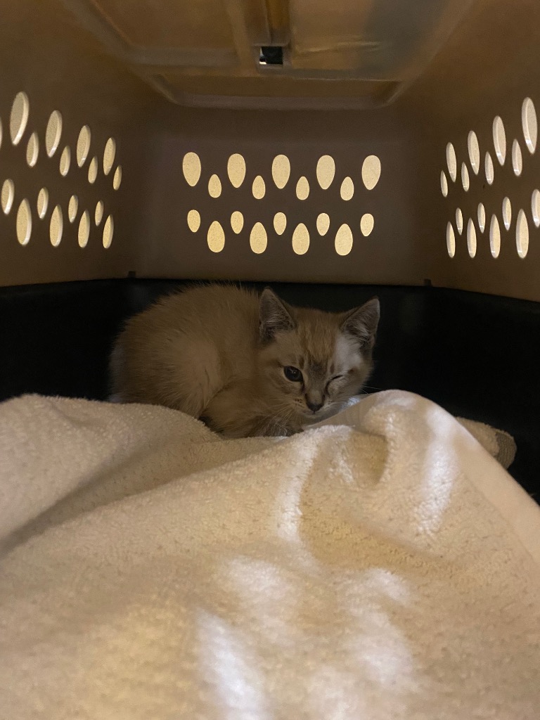 Shelter Stray Male Cat last seen , 150 Bolivar St, Canton, MA 02021, USA