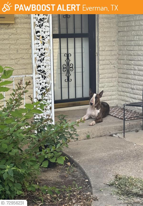 Found/Stray Female Dog last seen Barron Ave & Morein St, Everman, TX 76140
