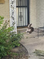 Found/Stray Female Dog last seen Barron Ave & Morein St, Everman, TX 76140