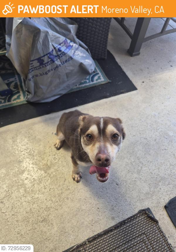 Found/Stray Male Dog last seen Havenwood, Moreno Valley, CA 92557