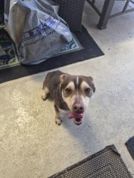 Found/Stray Male Dog last seen Havenwood, Moreno Valley, CA 92557