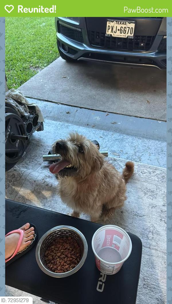 Reunited Male Dog last seen Woodlands green dr y rustin trail katy 77449, Westfield Pines, TX 77449