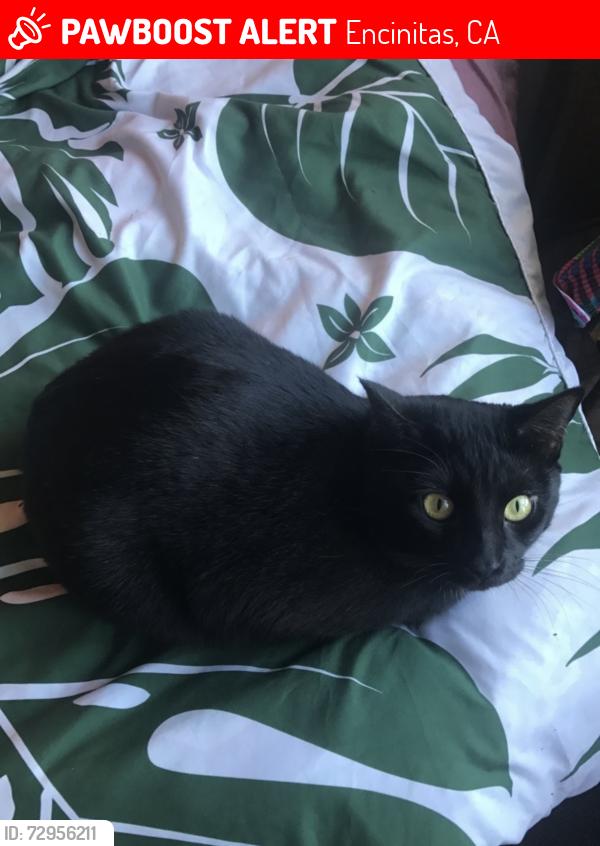Lost Male Cat last seen Leucadia and the 5, Encinitas, CA 92024