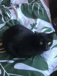 Lost Male Cat last seen Leucadia and the 5, Encinitas, CA 92024