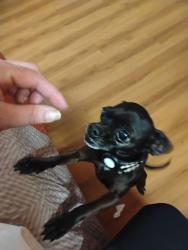 Found/Stray Male Dog last seen Paramount/Long beach, Long Beach, CA 90805