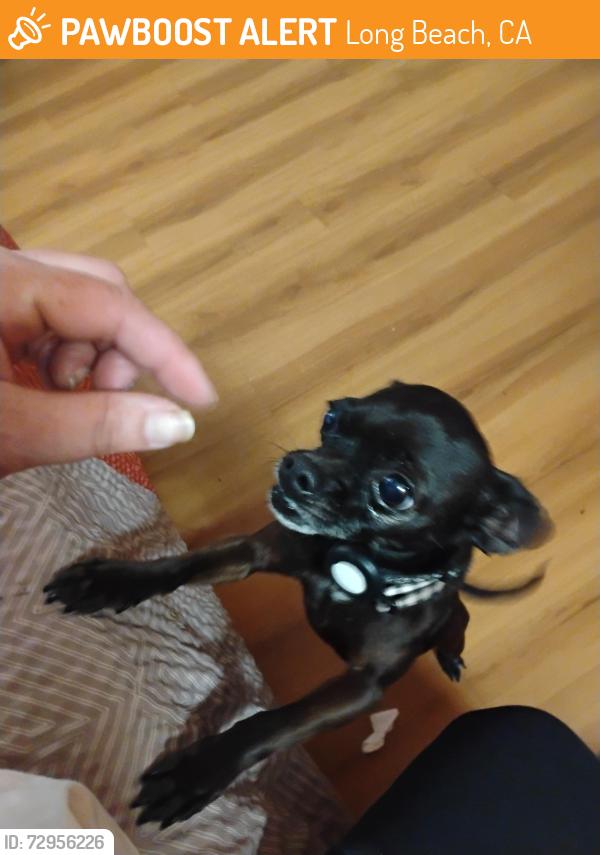 Found/Stray Male Dog last seen Paramount/Long beach, Long Beach, CA 90805