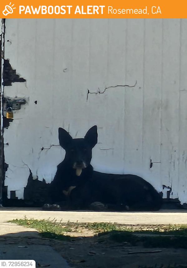 Found/Stray Female Dog last seen Rosemead place and whitmore st., Rosemead, CA 91770