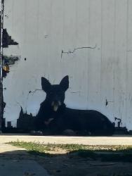 Found/Stray Female Dog last seen Rosemead place and whitmore st., Rosemead, CA 91770