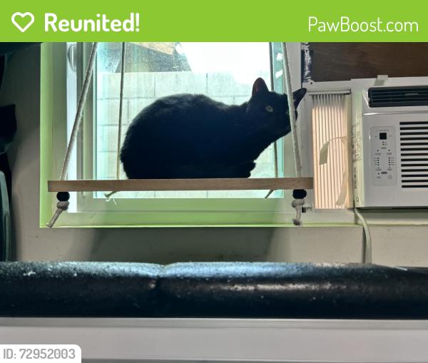 Reunited Female Cat last seen Maine / Olive , Baldwin Park, CA 91706