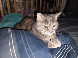 Lost Female Cat last seen Vera Ave Cincinnati Ohio (Golf Manor), Cincinnati, OH 45237