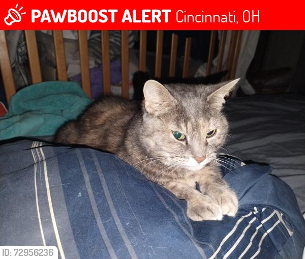 Lost Female Cat last seen Vera Ave Cincinnati Ohio (Golf Manor), Cincinnati, OH 45237