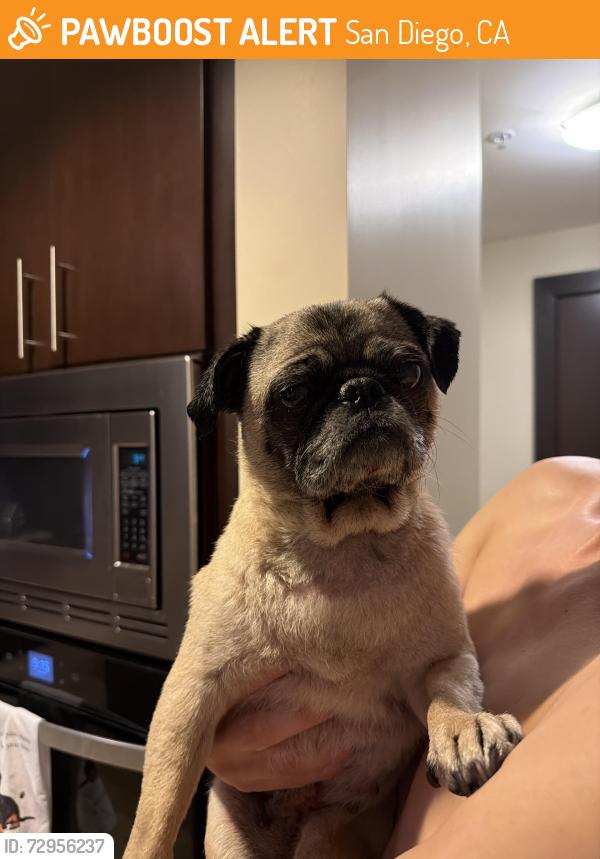 Found/Stray Female Dog last seen Near Market St, San Diego, CA 92101
