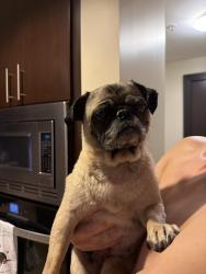 Found/Stray Female Dog last seen Near Market St, San Diego, CA 92101