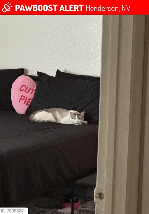 Lost Male Cat last seen Windmill/ Valle Verde, Henderson, NV 89074