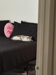 Lost Male Cat last seen Windmill/ Valle Verde, Henderson, NV 89074