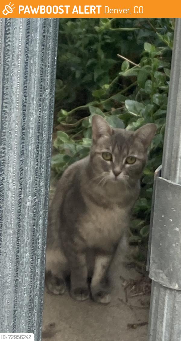 Found/Stray Unknown Cat last seen South Corona and Warren , Denver, CO 80210
