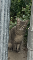 Found/Stray Unknown Cat last seen South Corona and Warren , Denver, CO 80210