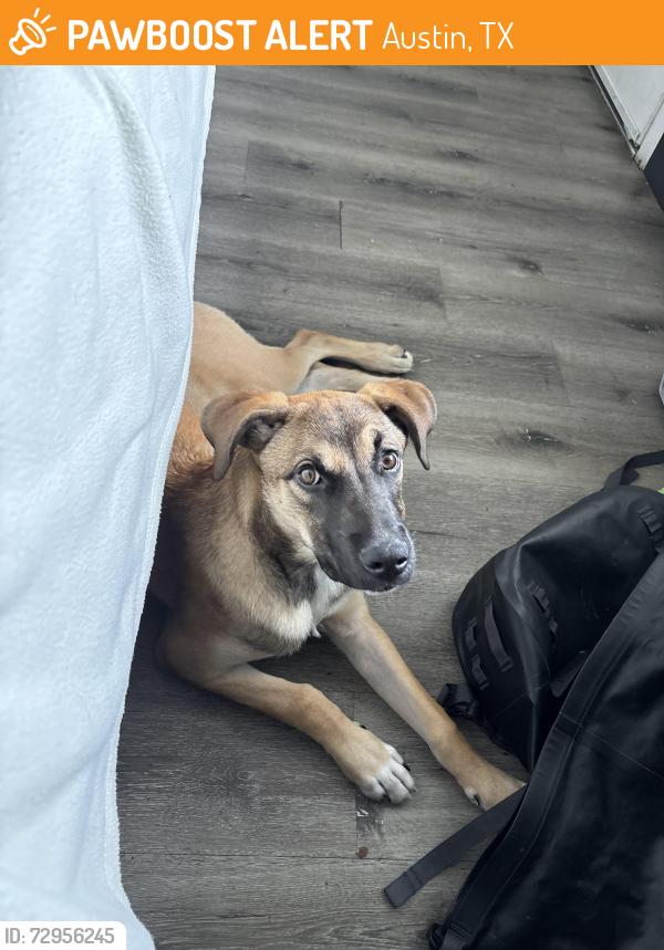 Found/Stray Male Dog last seen Parker lane and woodland ave , Austin, TX 78741
