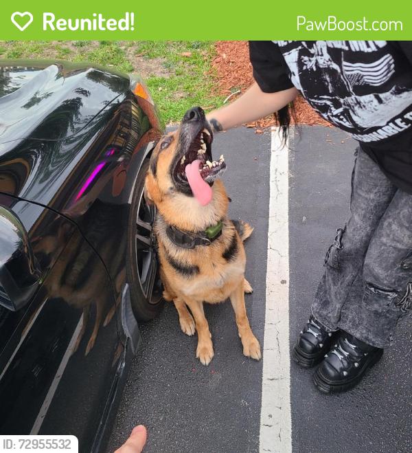 Reunited Male Dog last seen Hope Mills Rd, Fayetteville, NC, USA, Fayetteville, NC 28304