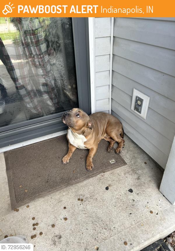 Found/Stray Male Dog last seen 30th River side, Indianapolis, IN 46222