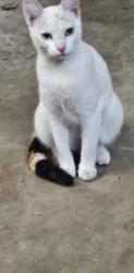Found/Stray Female Cat last seen North halfmoon and ashe rd, Bakersfield, CA 93309